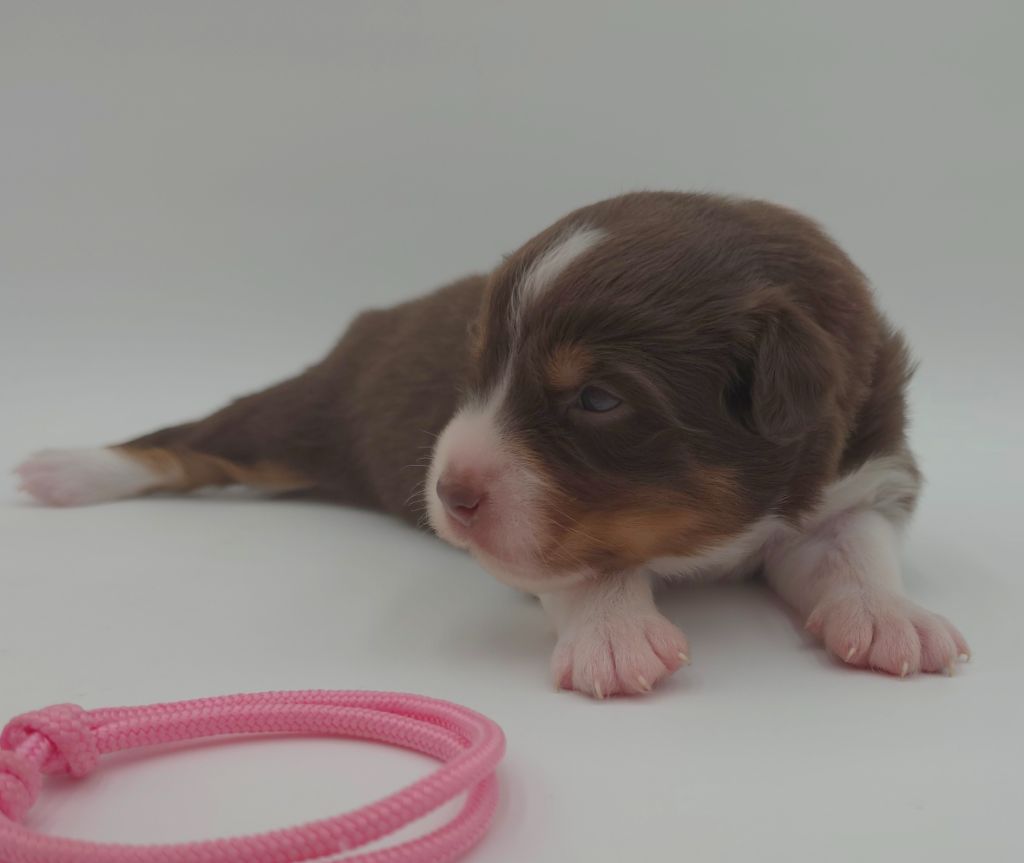 des Voies Occitanes - Chiots disponibles - Berger Australien