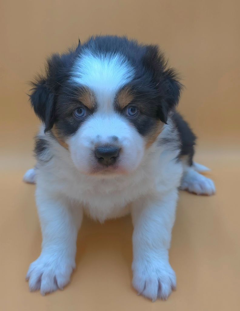 des Voies Occitanes - Chiots disponibles - Berger Australien