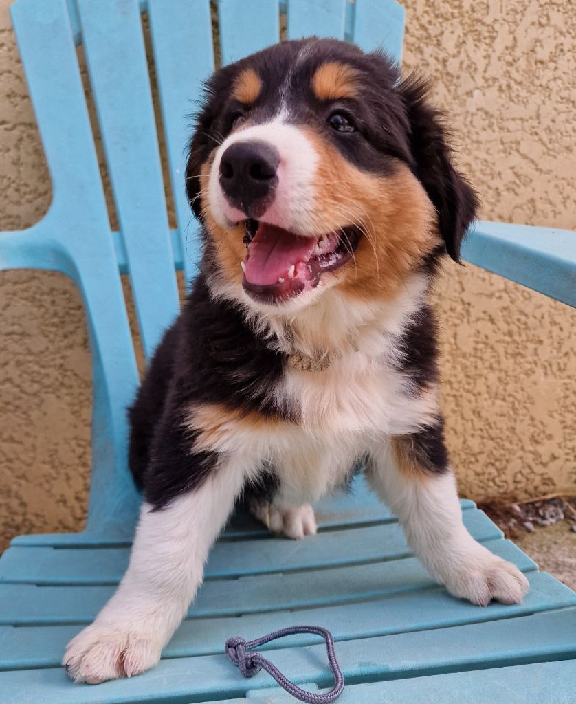 des Voies Occitanes - Chiots disponibles - Berger Australien