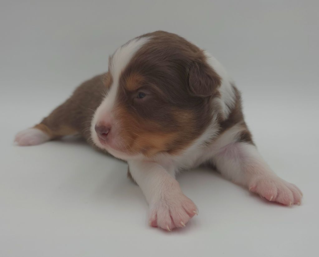 des Voies Occitanes - Chiots disponibles - Berger Australien
