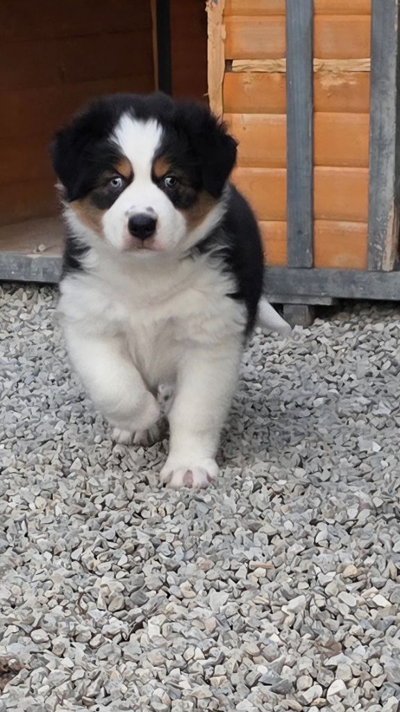 des Voies Occitanes - Chiots disponibles - Berger Australien