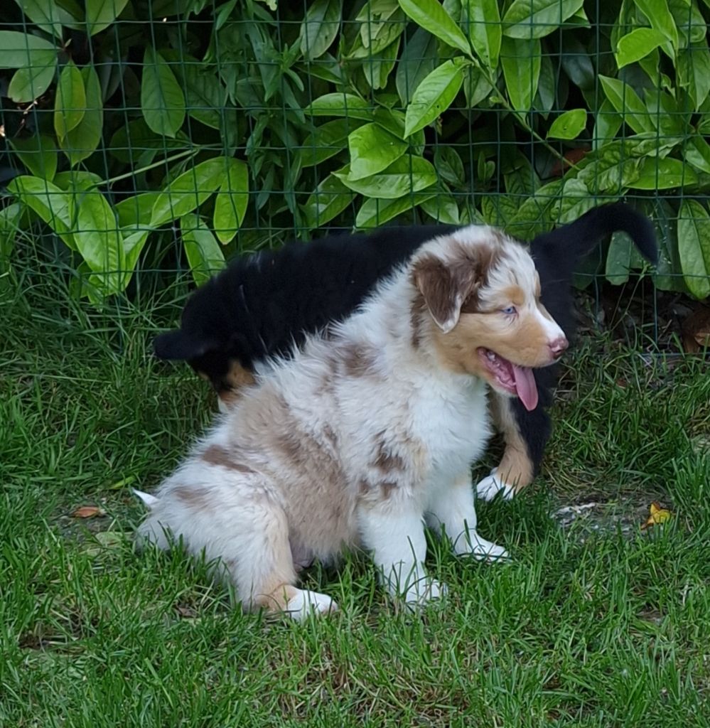 des Voies Occitanes - Chiots disponibles - Berger Australien