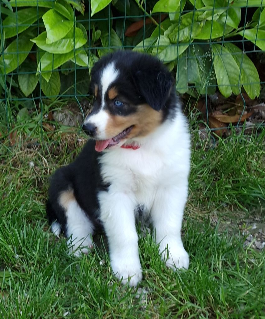 des Voies Occitanes - Chiots disponibles - Berger Australien