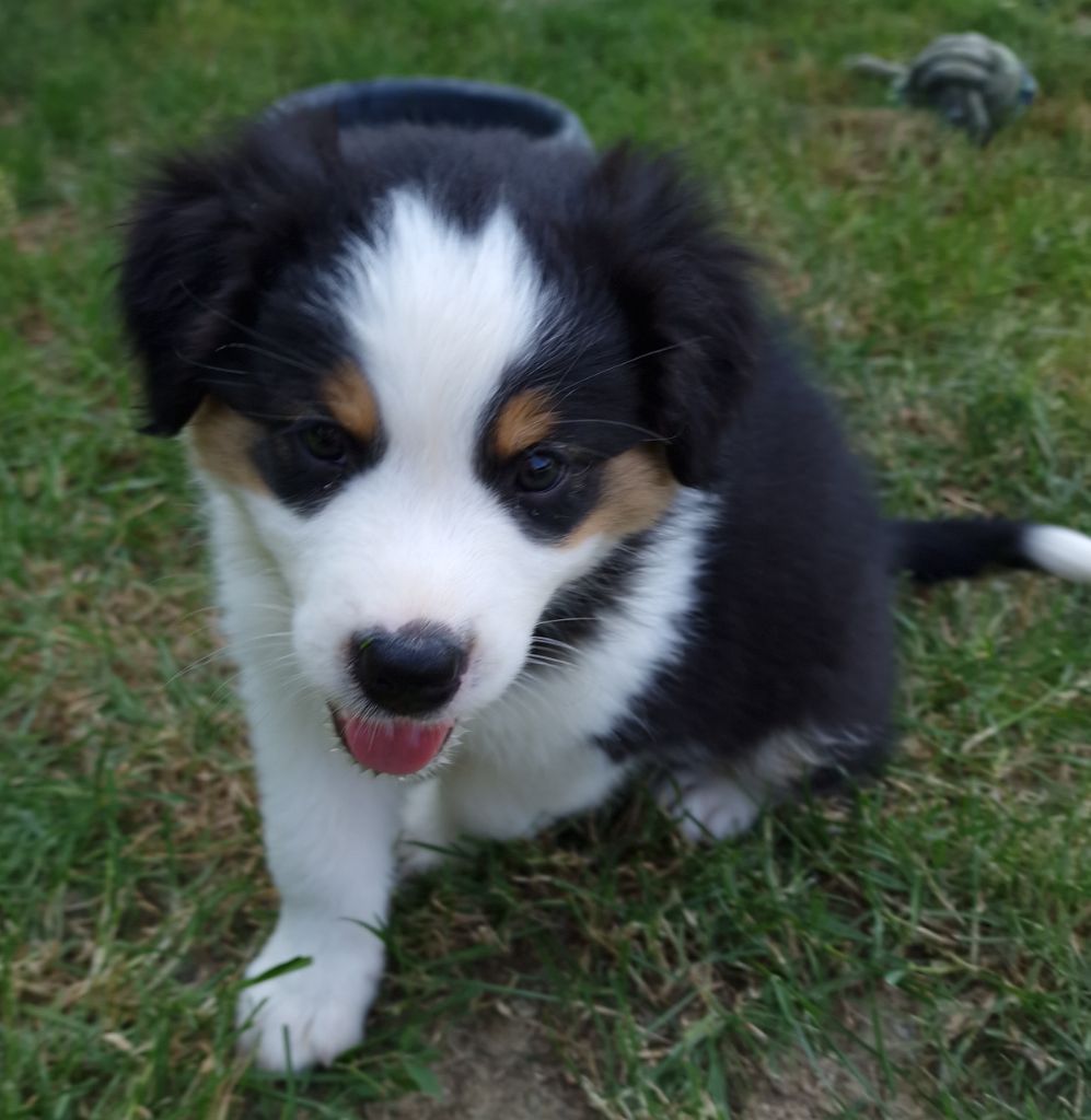 des Voies Occitanes - Chiots disponibles - Berger Australien