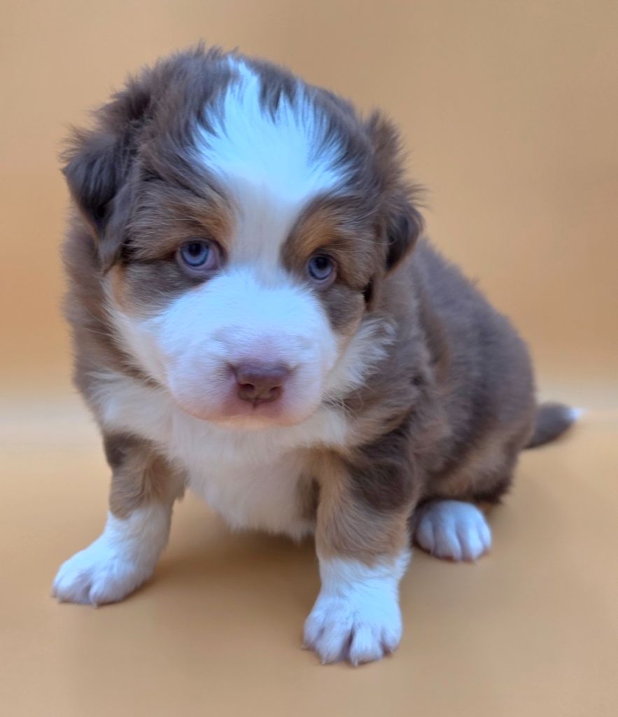 des Voies Occitanes - Chiots disponibles - Berger Australien